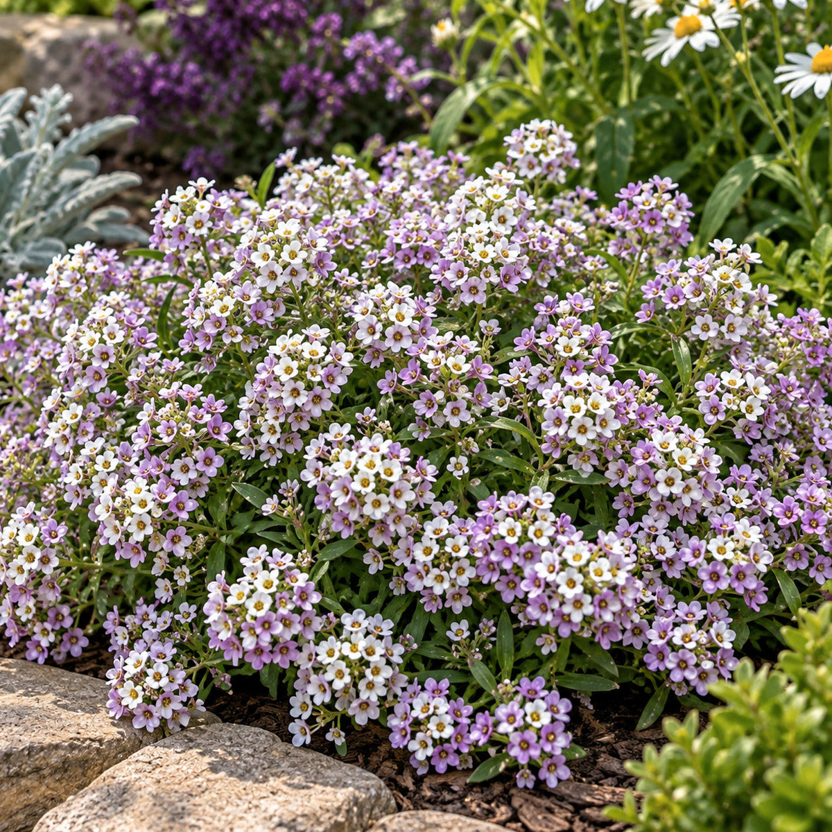 Lobularia Stream Lilac