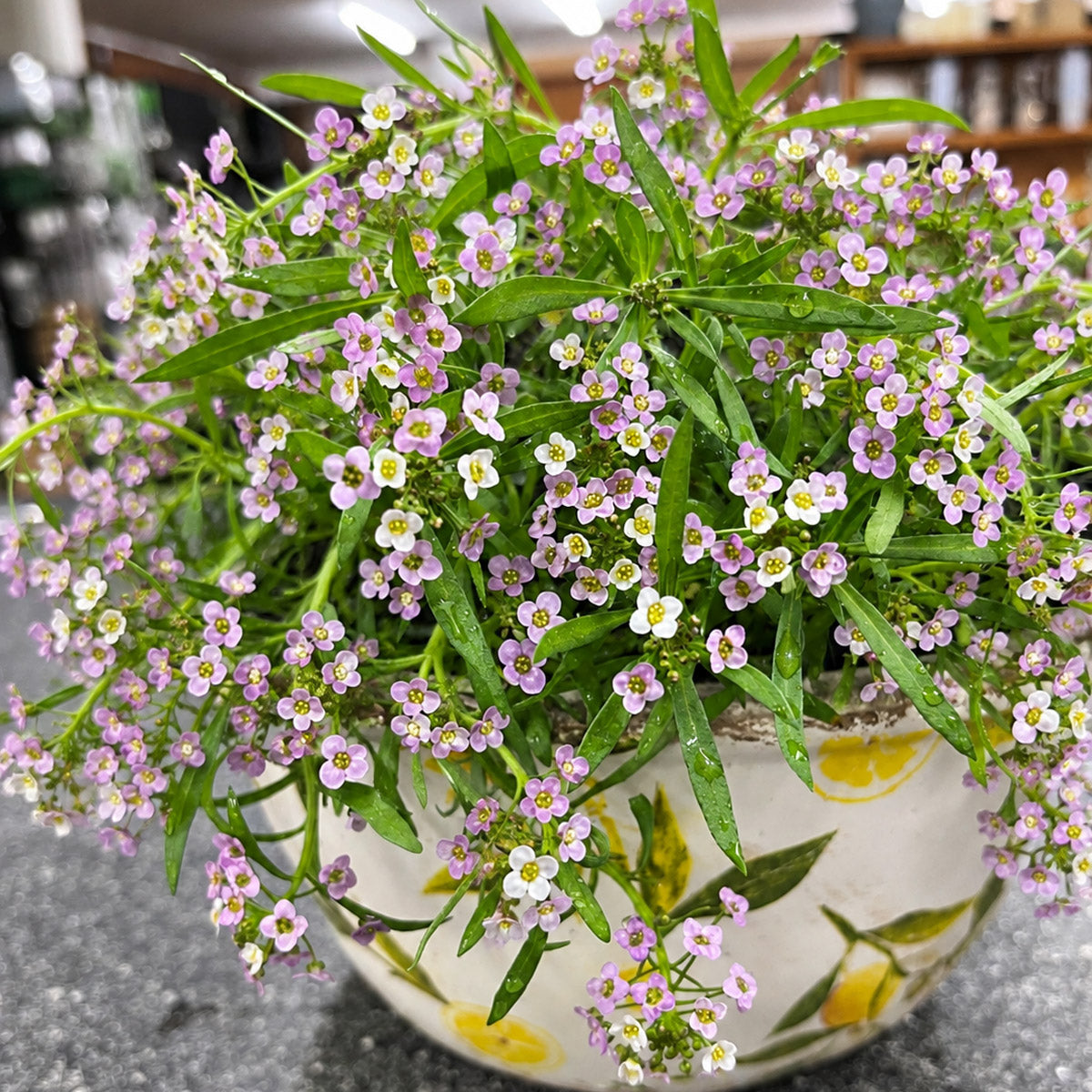 Lobularia Stream Lilac