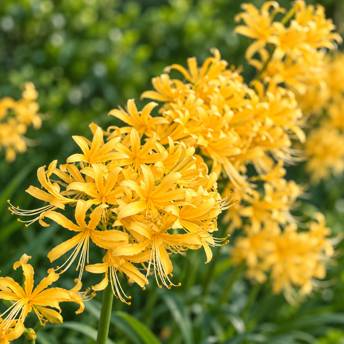 Lycoris Gold