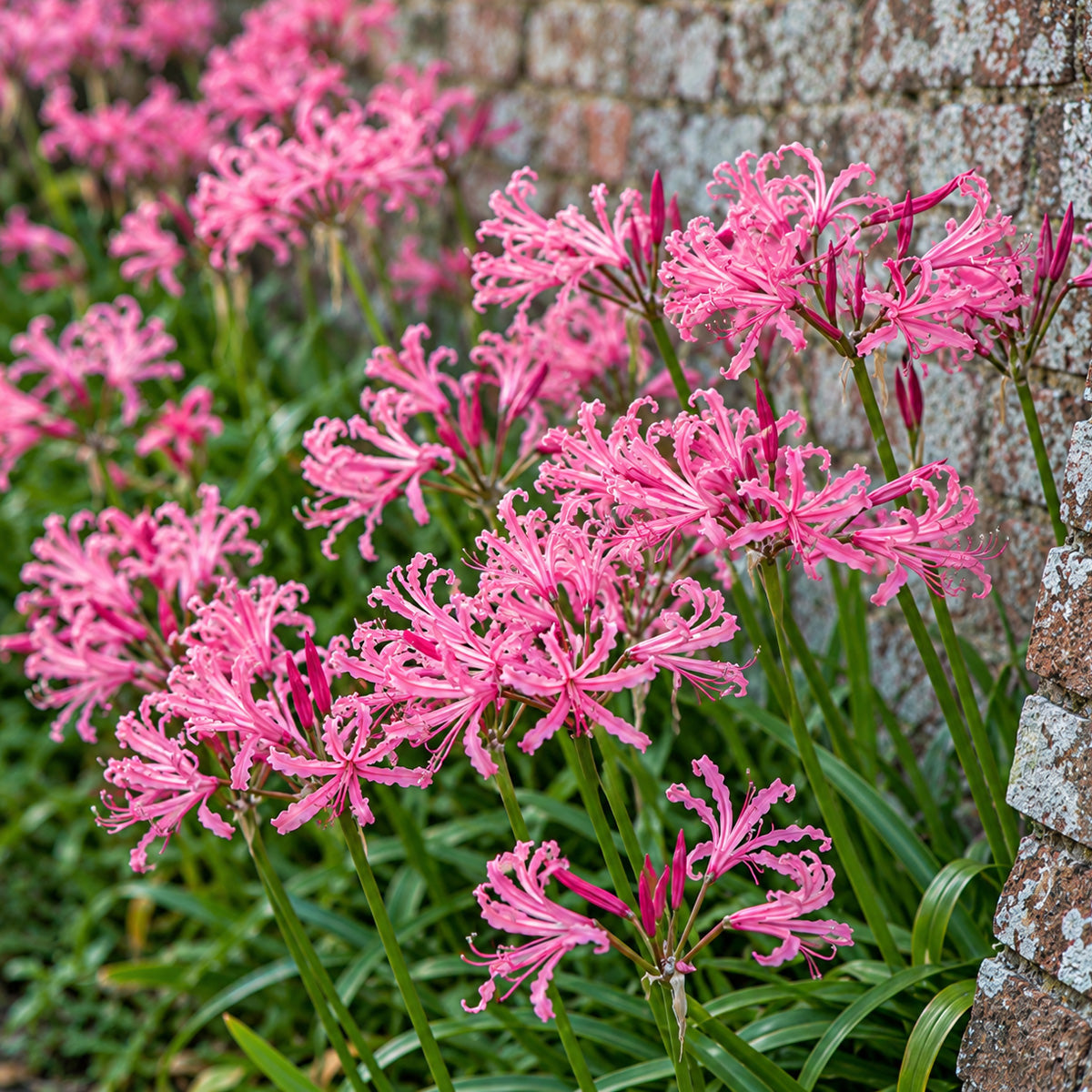Nerine Pink