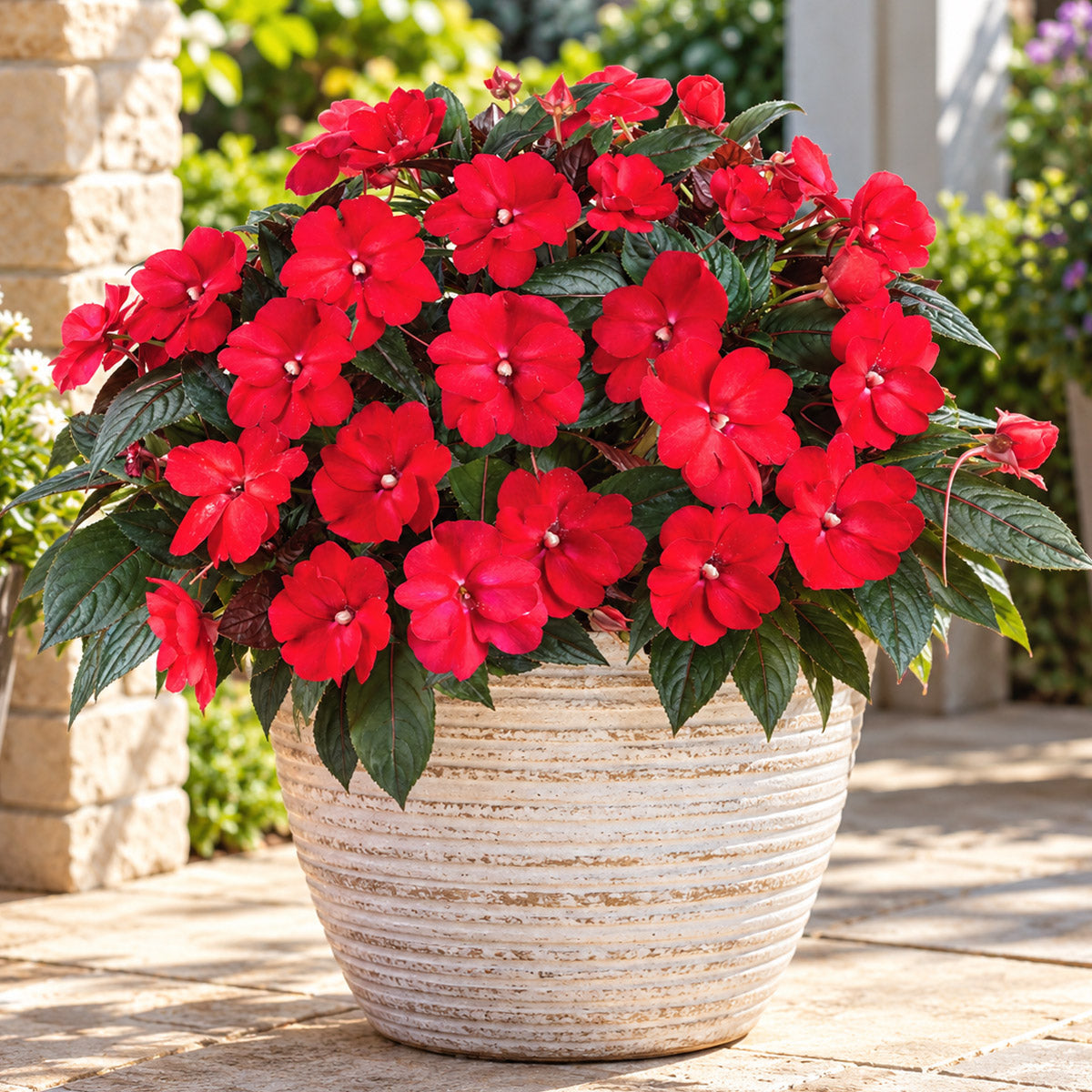 New Guinea Impatiens Sol Luna Candy Apple
