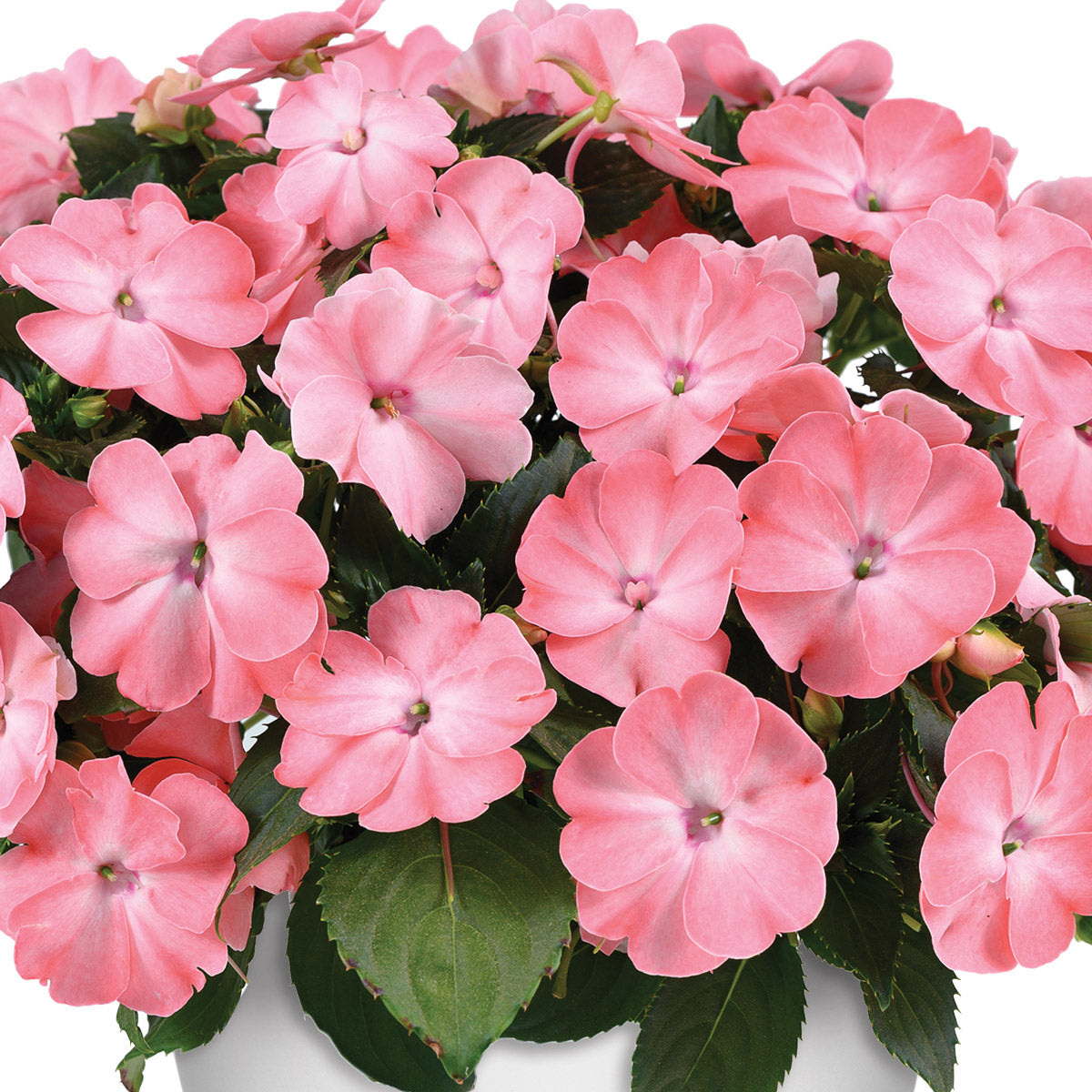 New Guinea Impatiens Sol Luna Prime Light Salmon