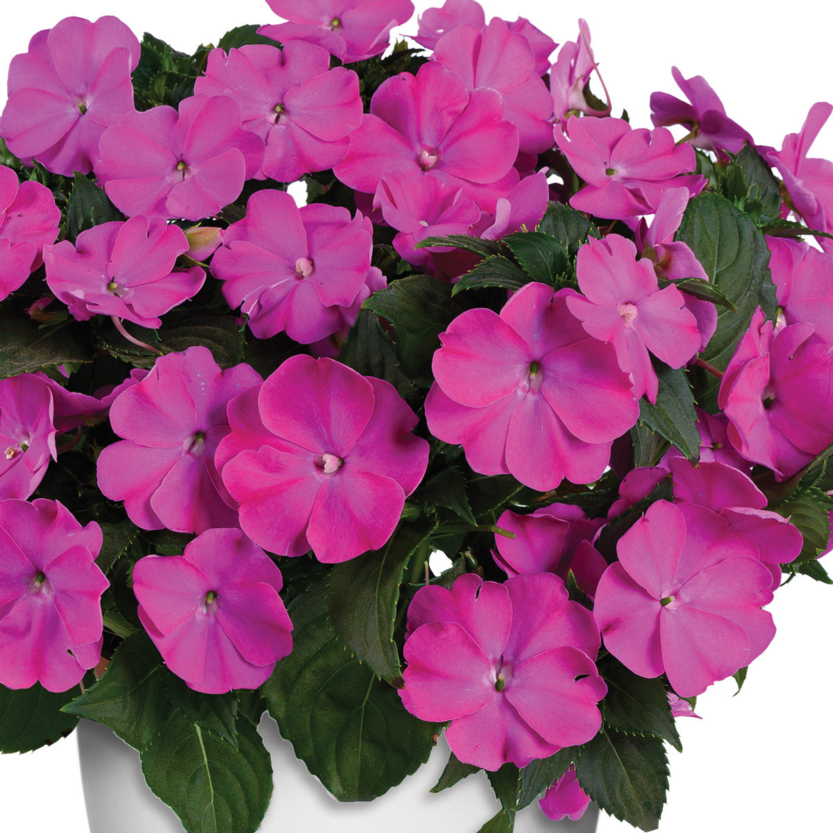 New Guinea Impatiens Sol Luna Prime Orchid