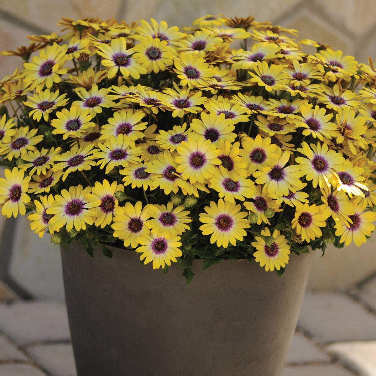 Osteospermum Blue Eyed Beauty