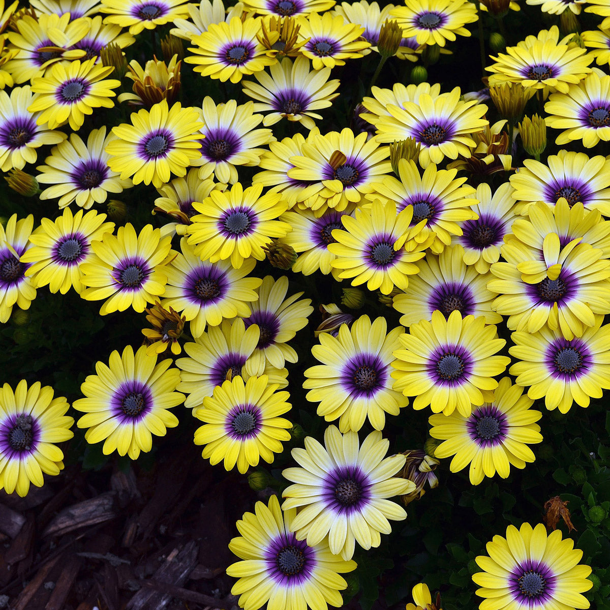 Osteospermum Blue Eyed Beauty