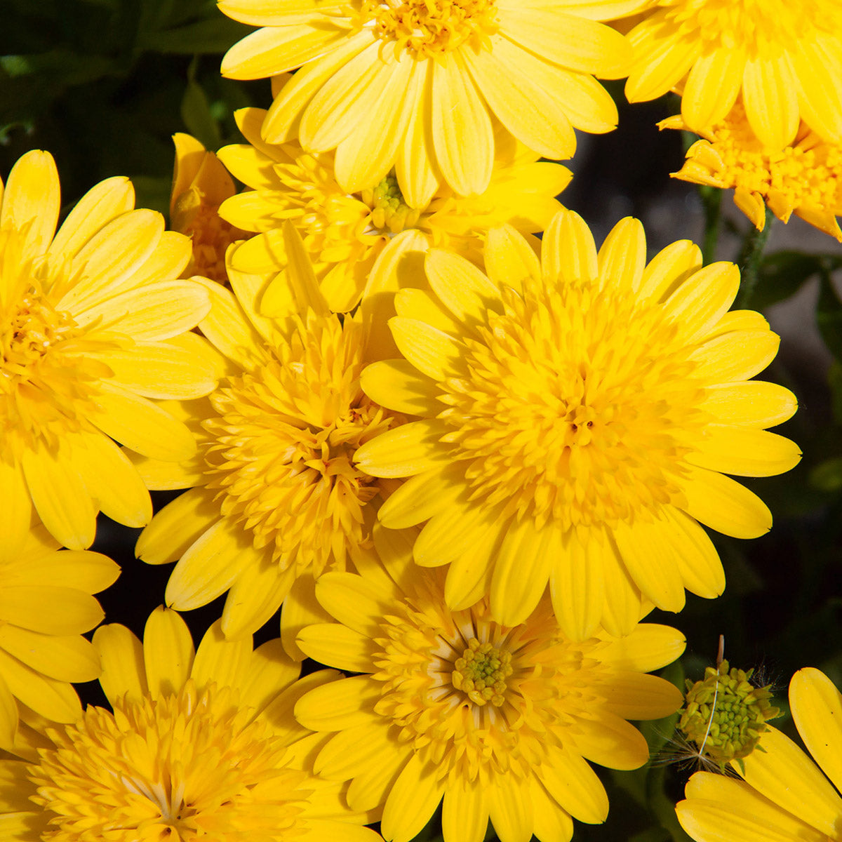 Osteospermum 3D Deep Sun