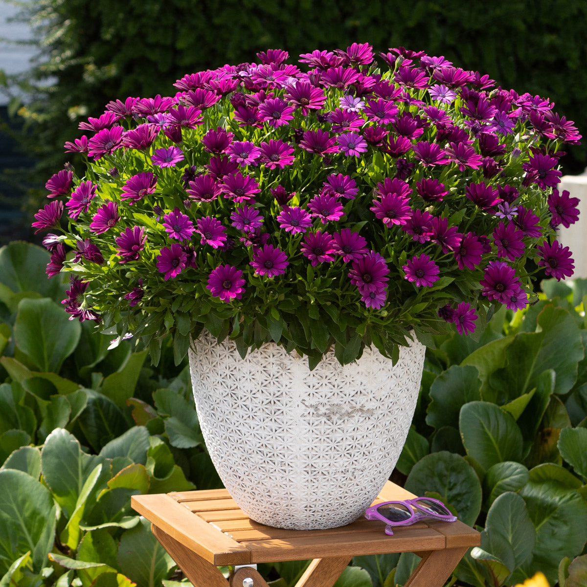 Osteospermum Margarita Cool Purple