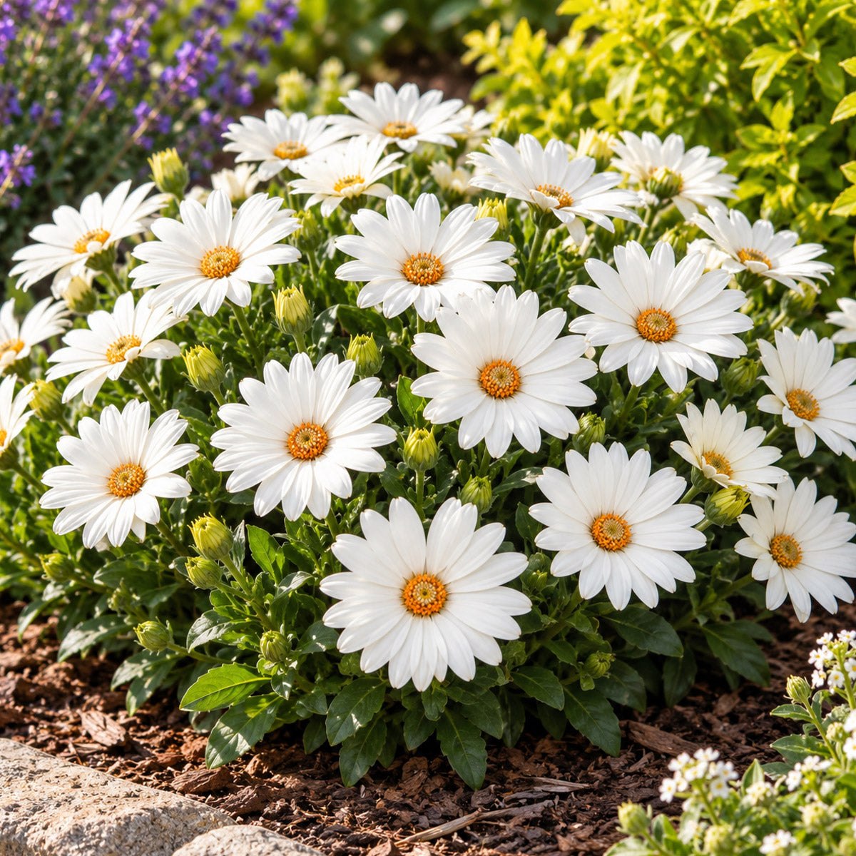 Osteospermum Margarita Creme