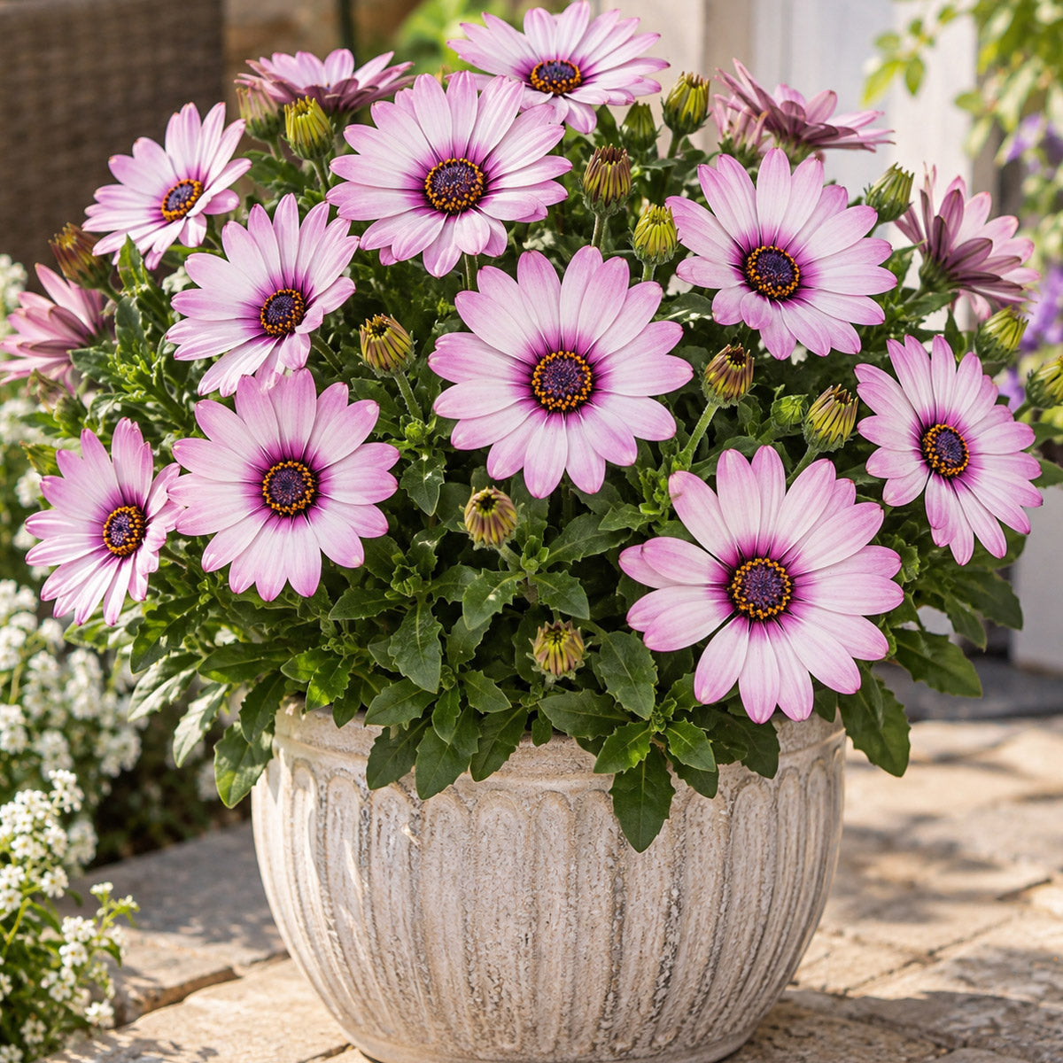 Osteospermum Margarita Eclipse