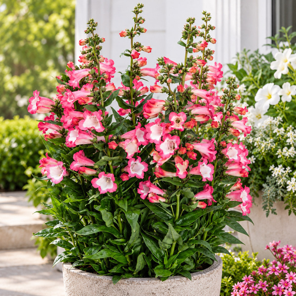 Penstemon Pep Talk Hot Pink