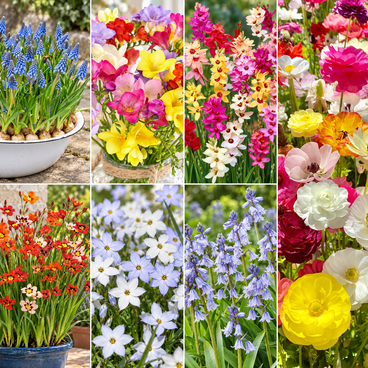 Plant And Forget Collection