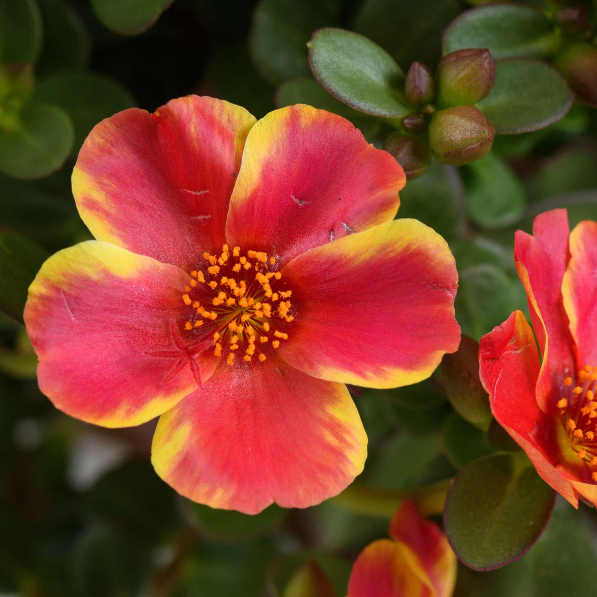 Portulaca Campino Twist Red
