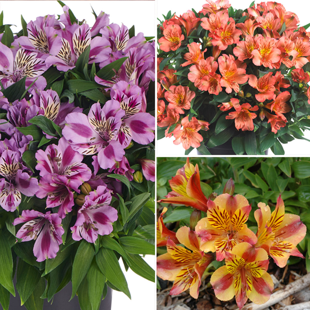 Princess Lily Collection 4- 3 Plants