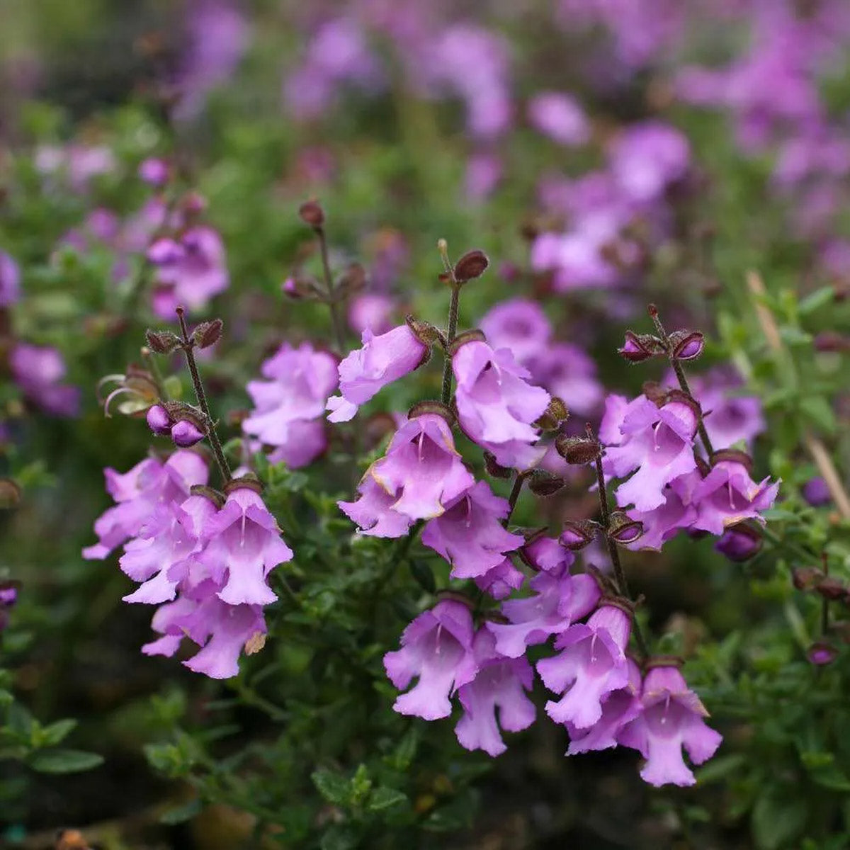 Prostanthera Purple Haze