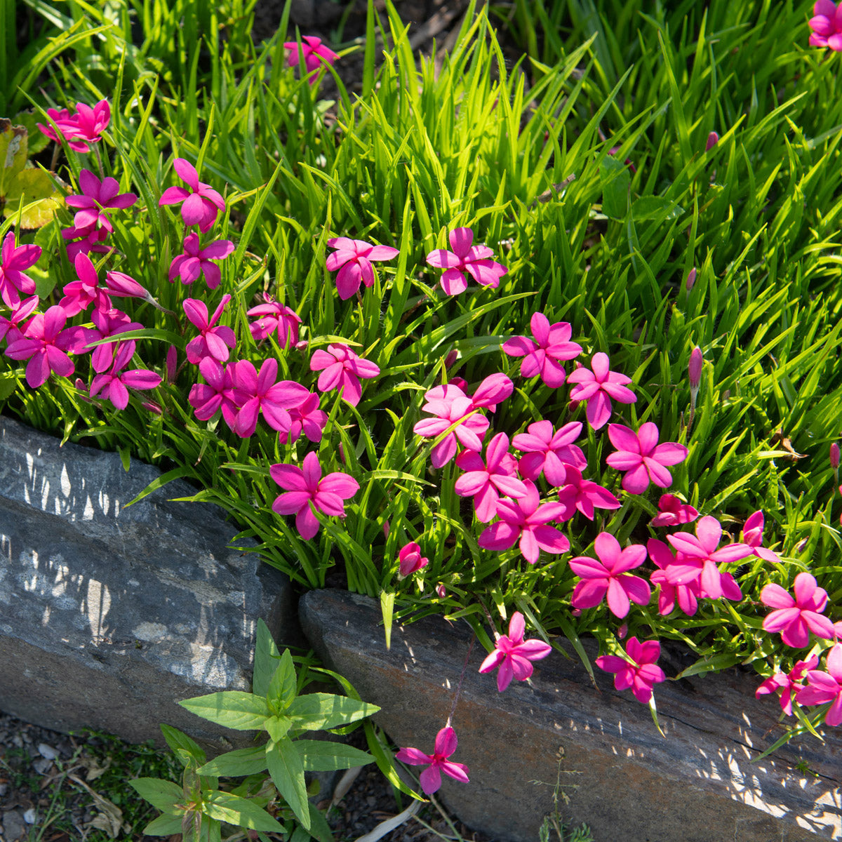Rhodohypoxis Beverly (PBR)