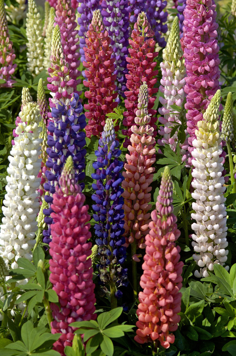 Russell Lupin Mixed