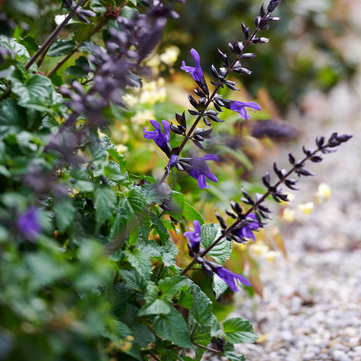 Salvia Lake Blueberry