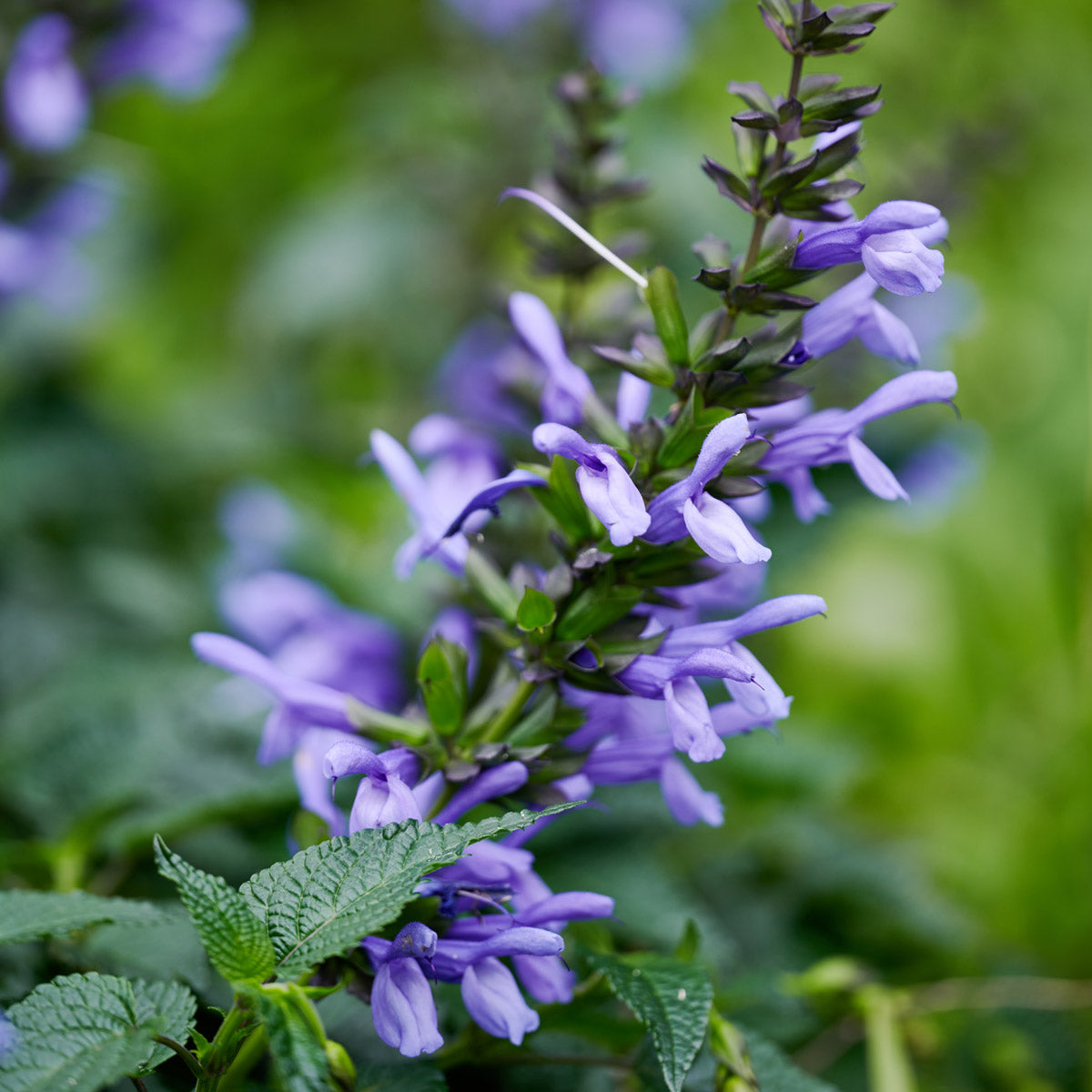 Salvia Lake Como