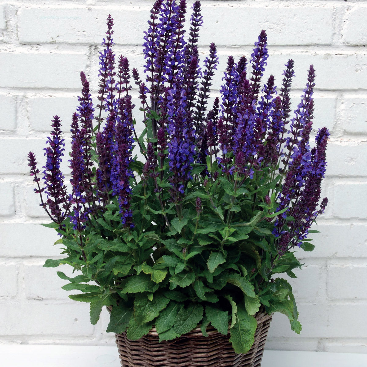 Salvia New Dimension Blue