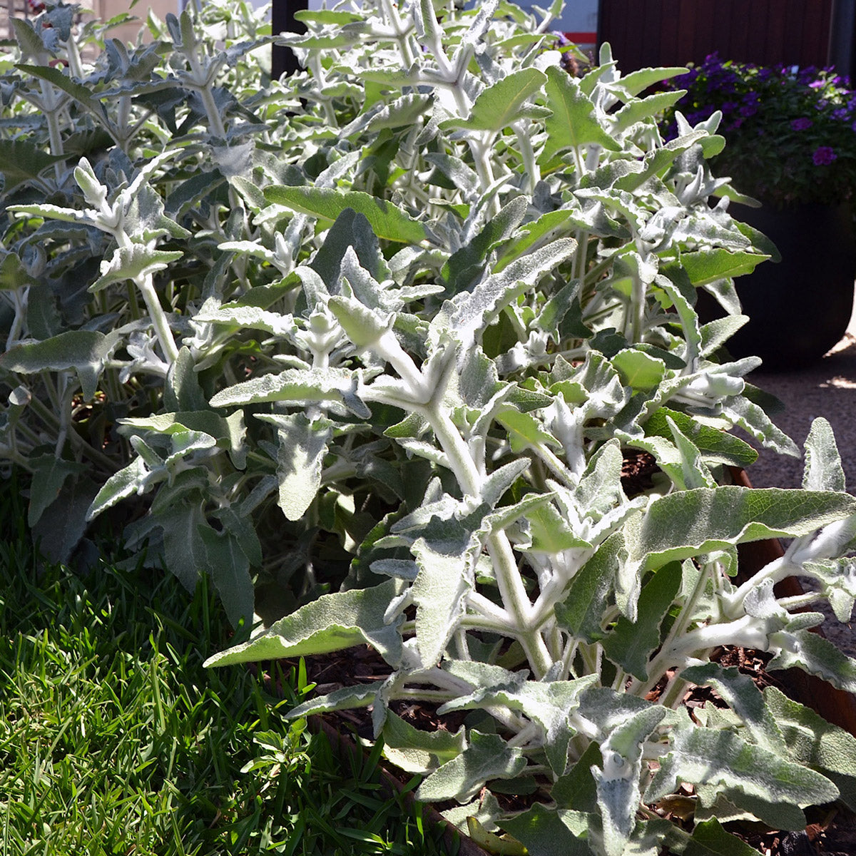 Salvia Lancelot