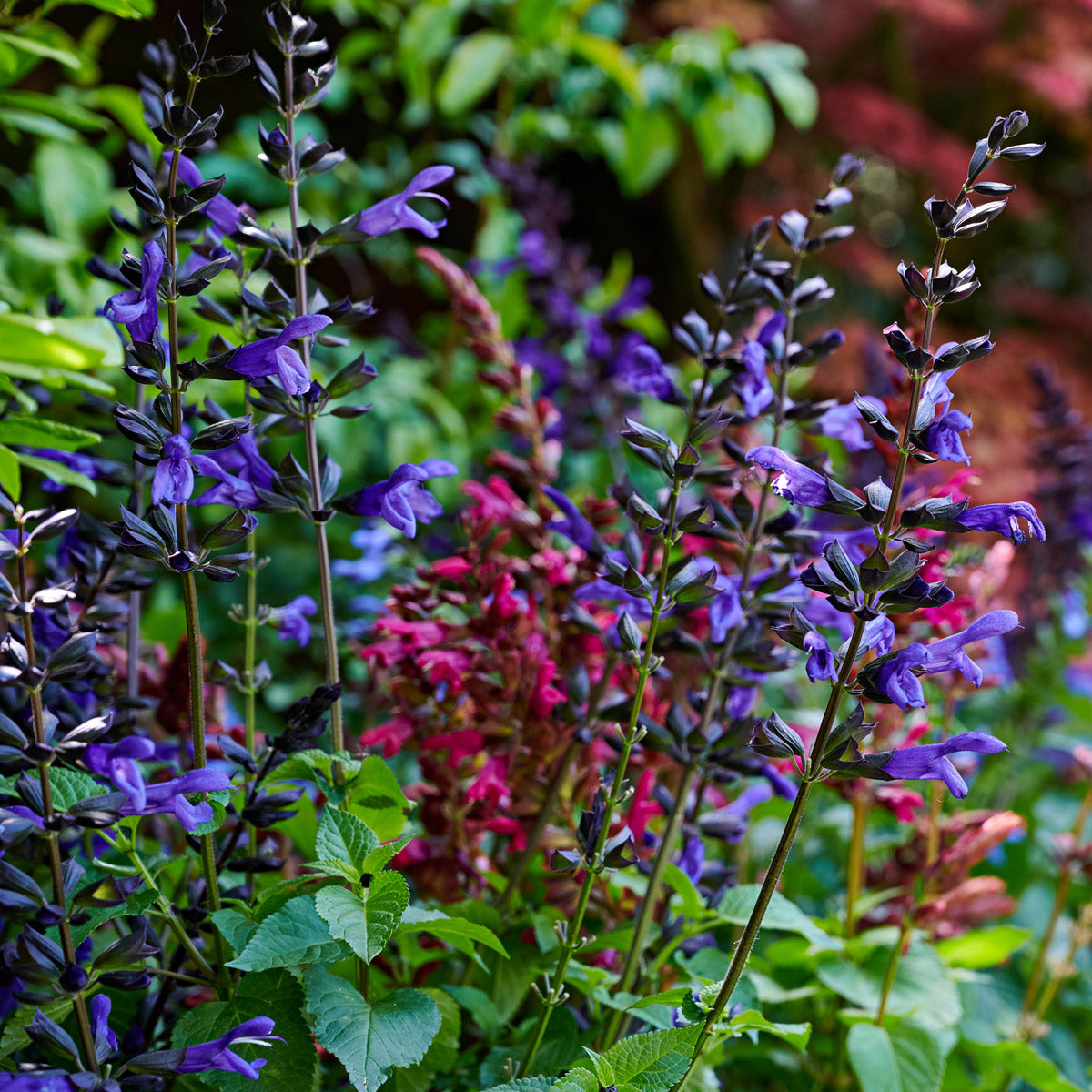 Salvia Lake Blueberry