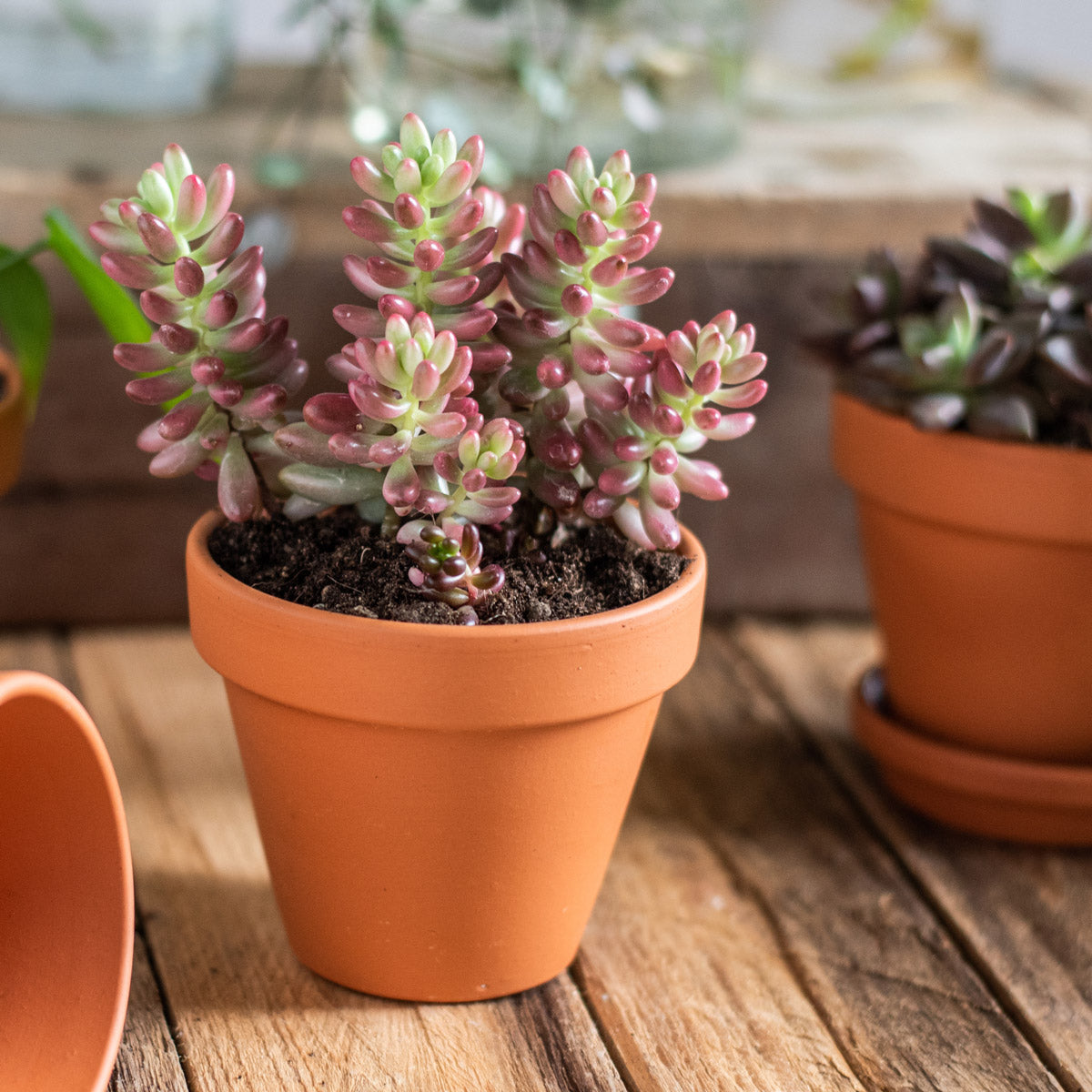 Sedum Jellybean