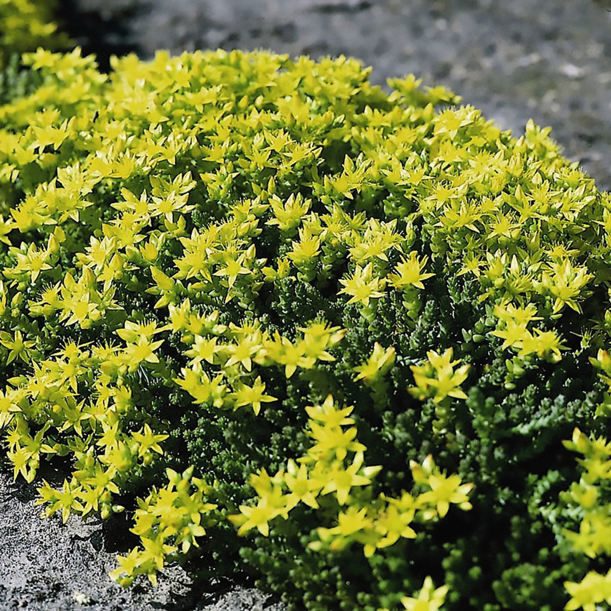 Sedum Spirit