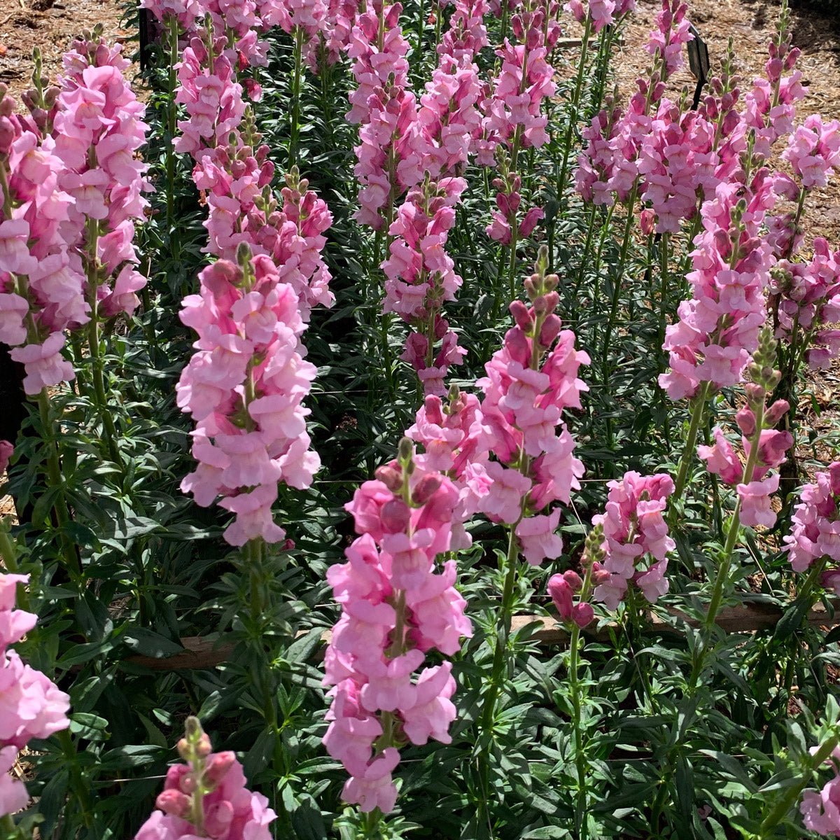 Snapdragon Potomac Lavender