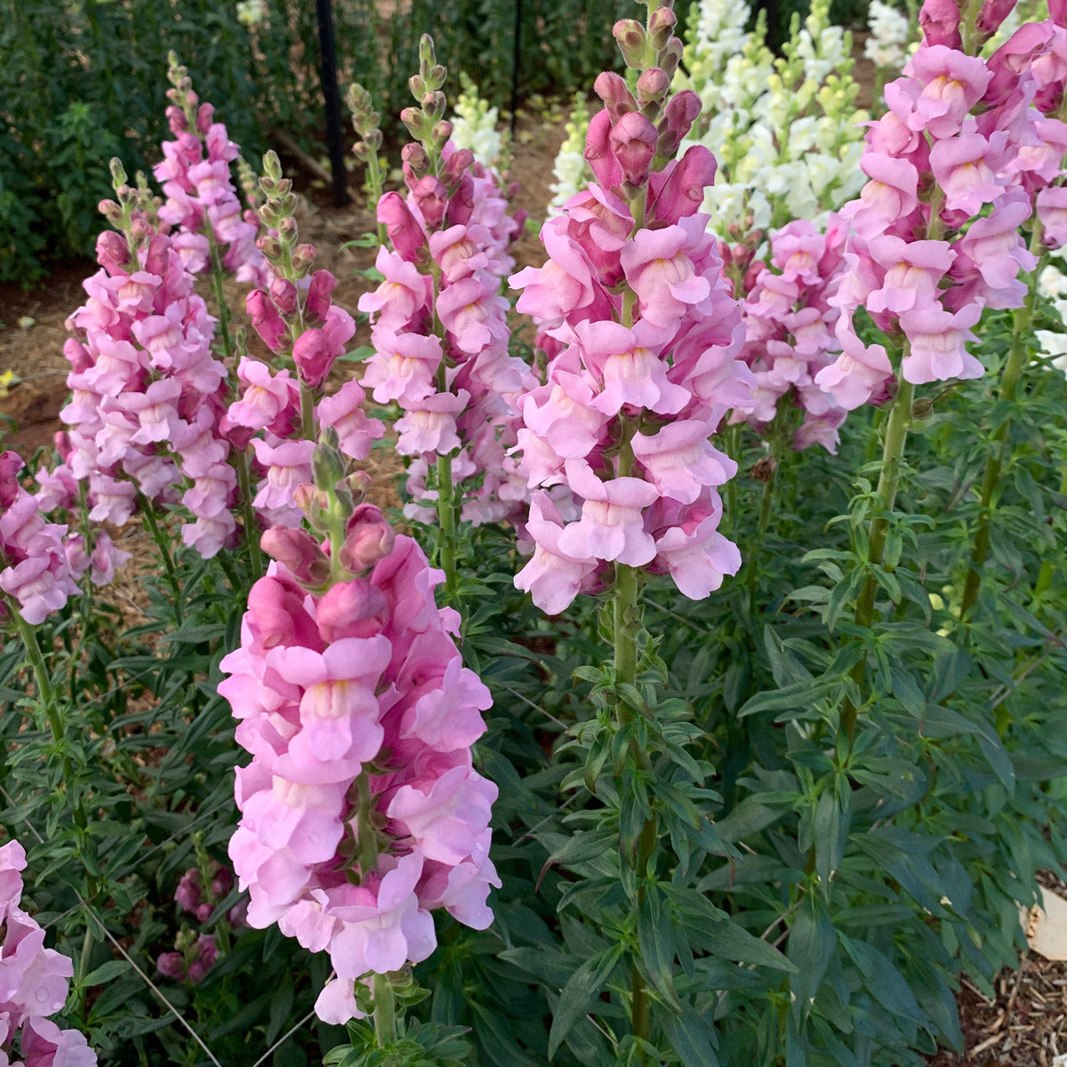 Snapdragon Potomac Lavender