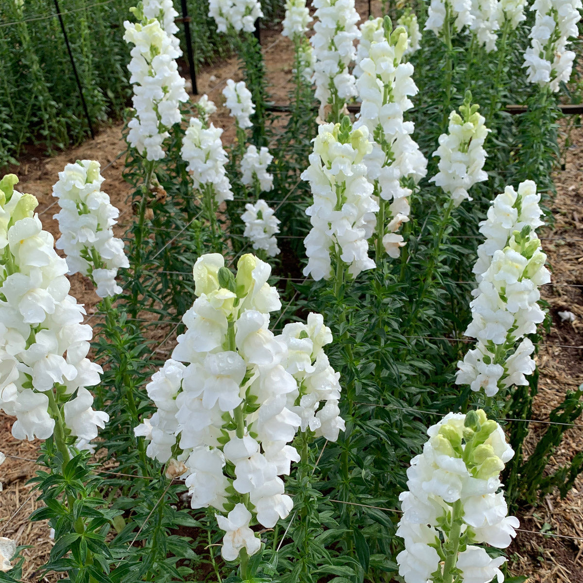 Snapdragon Potomac White