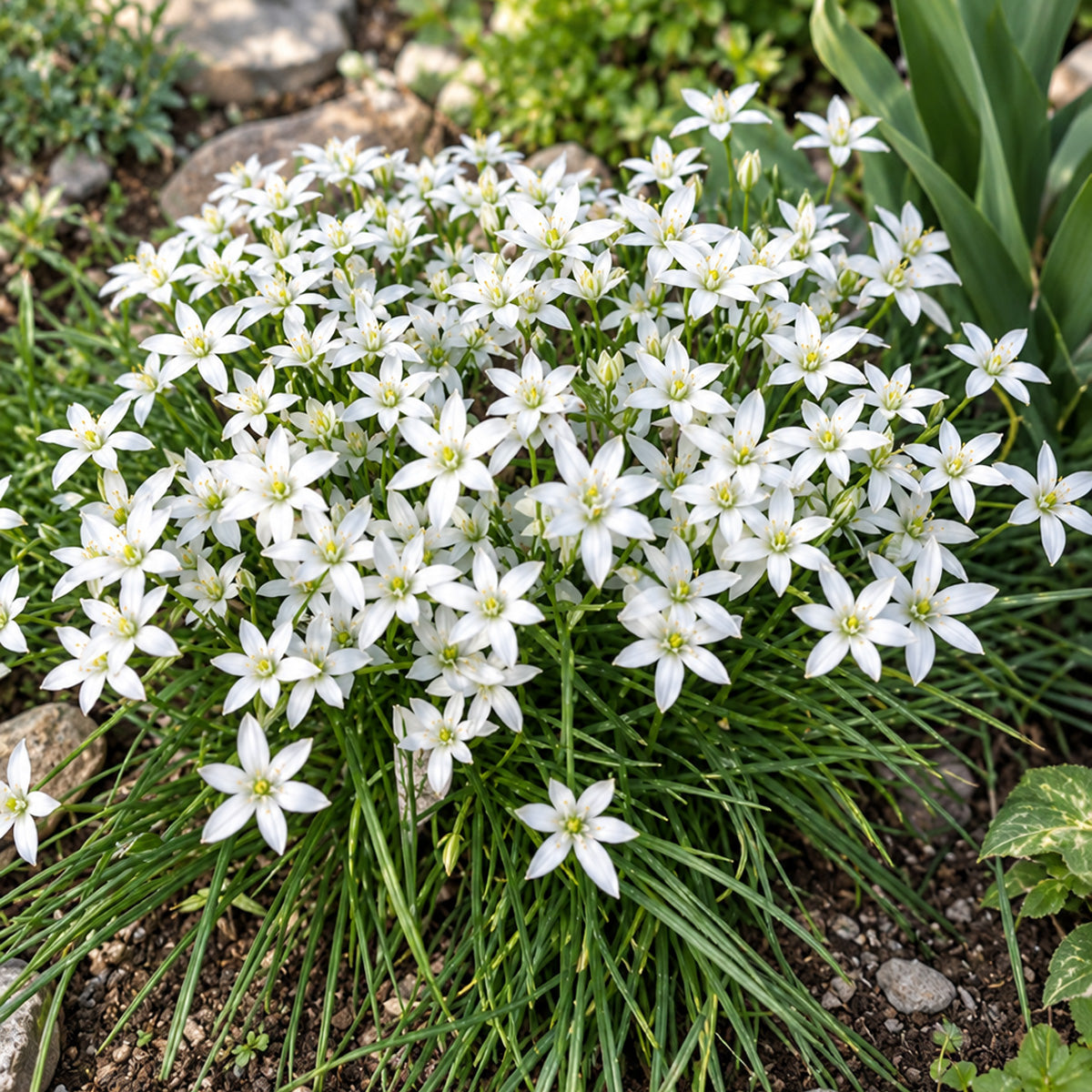 Star Of Bethlehem