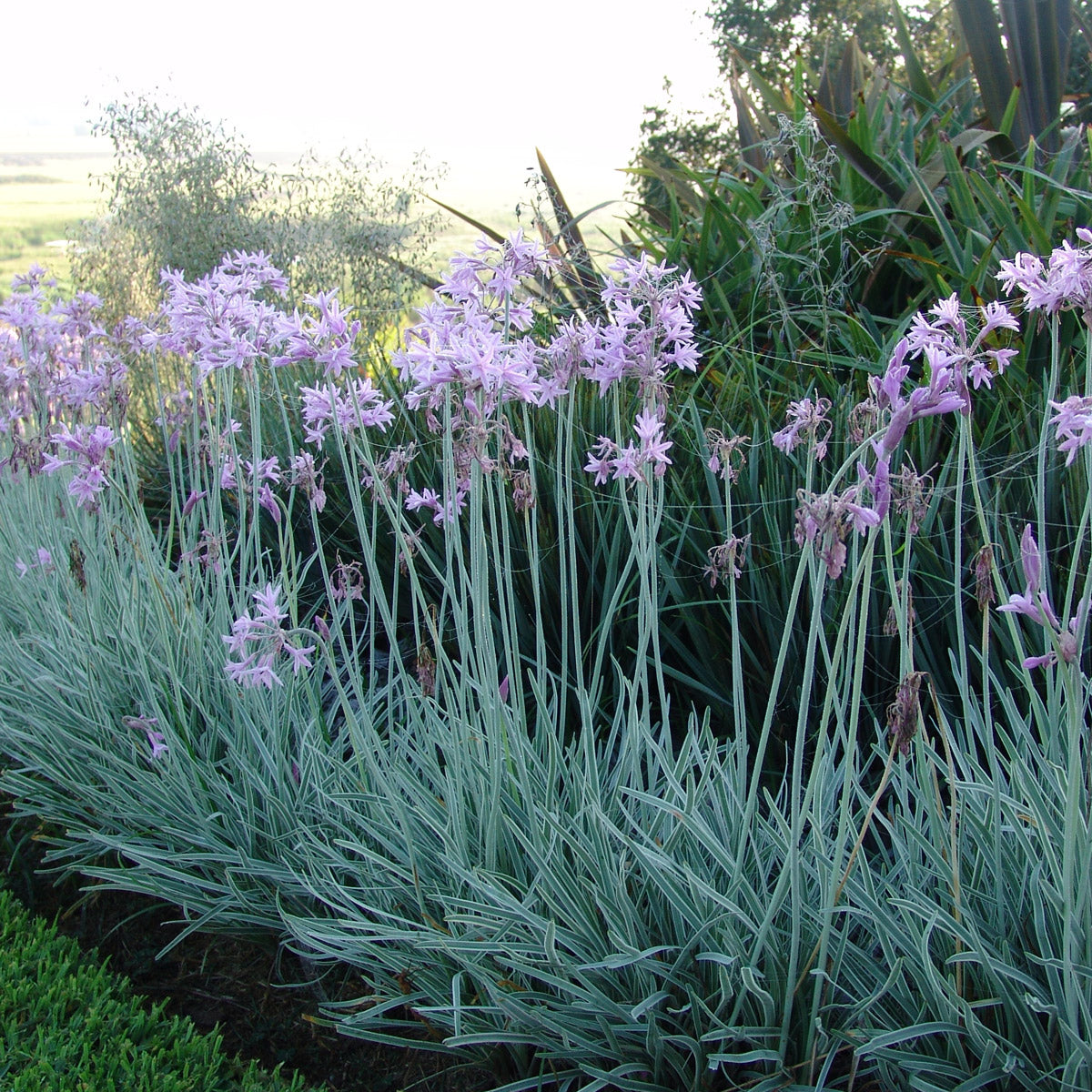 Tulbaghia Variegated Society Garlic