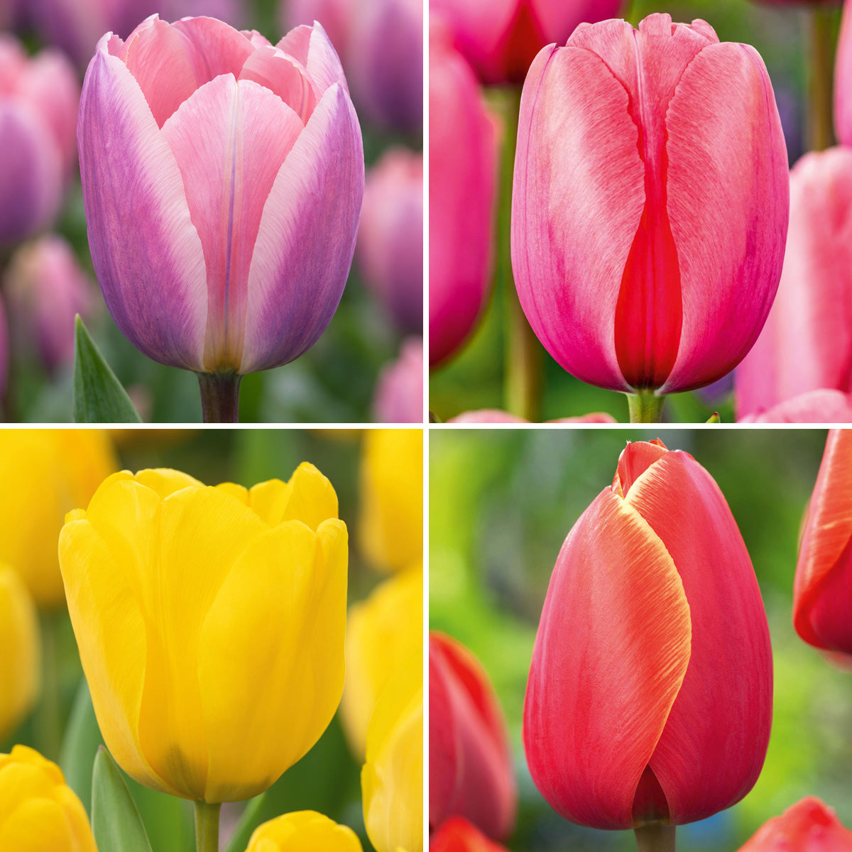 Tulip Darwin Hybrid Collection