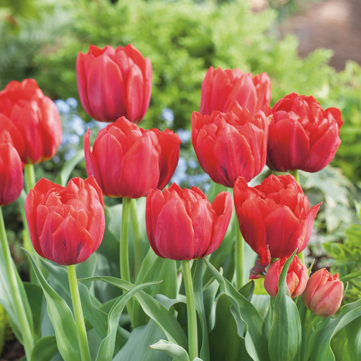 Tulip Abba