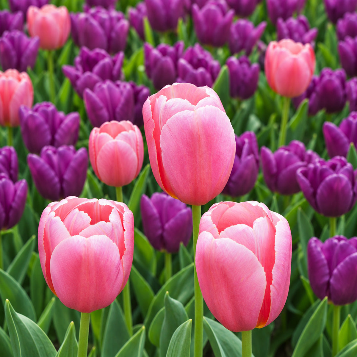 Tulip Ace Pink