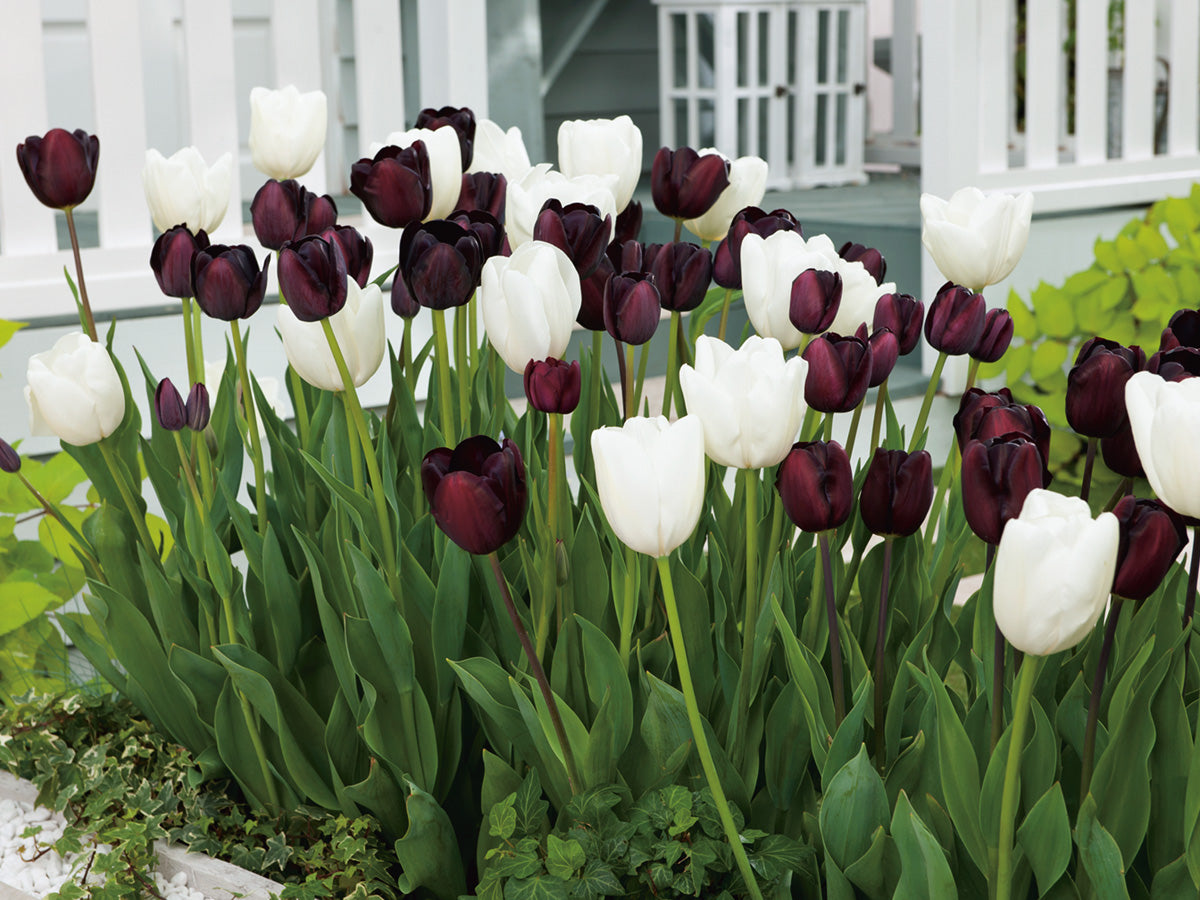 Tulip Black & White Blend