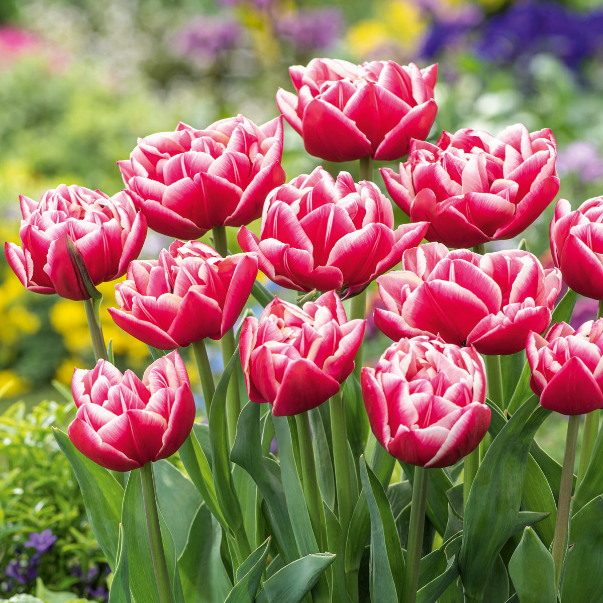 Tulip Columbus