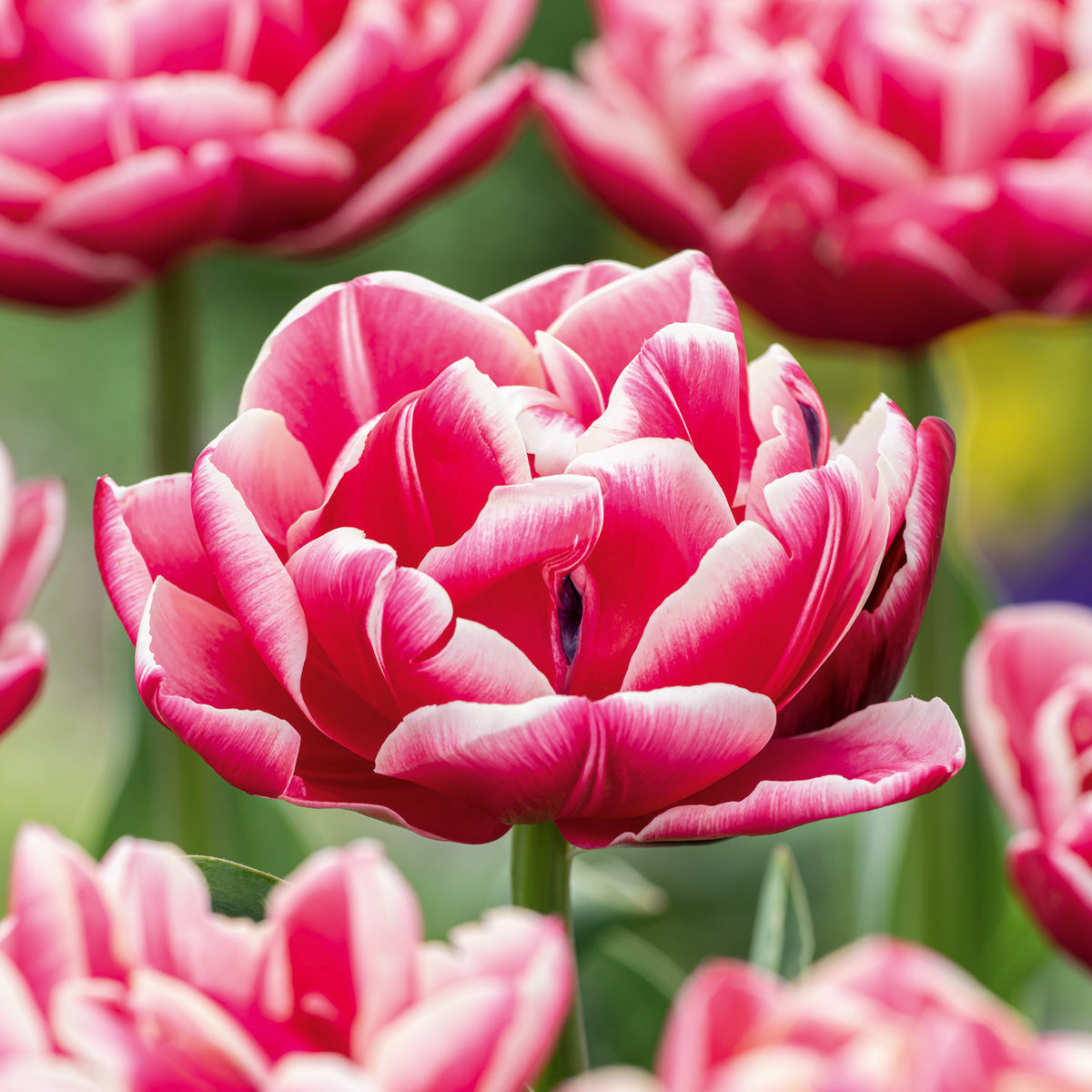 Tulip Columbus