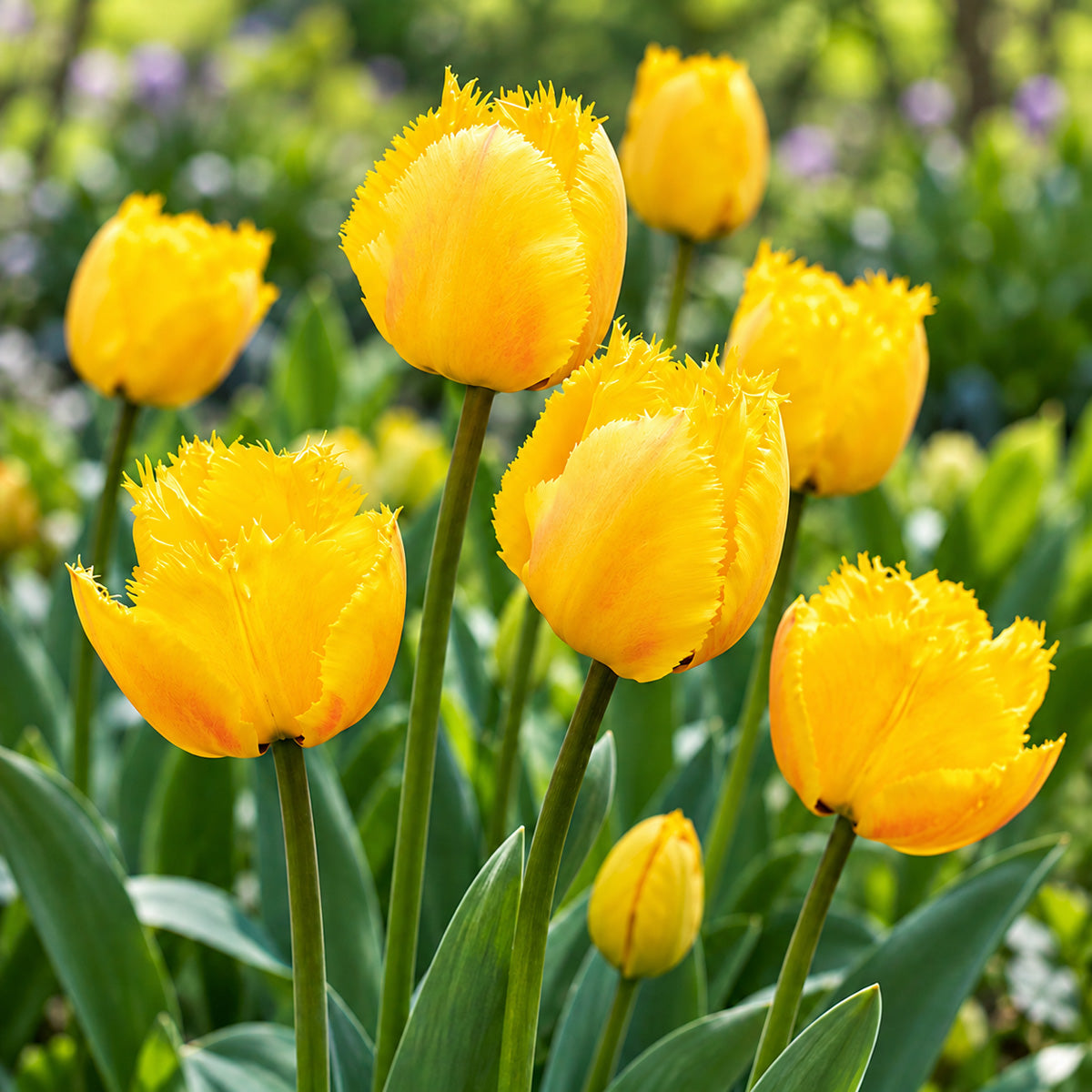 Tulip Crystal Star