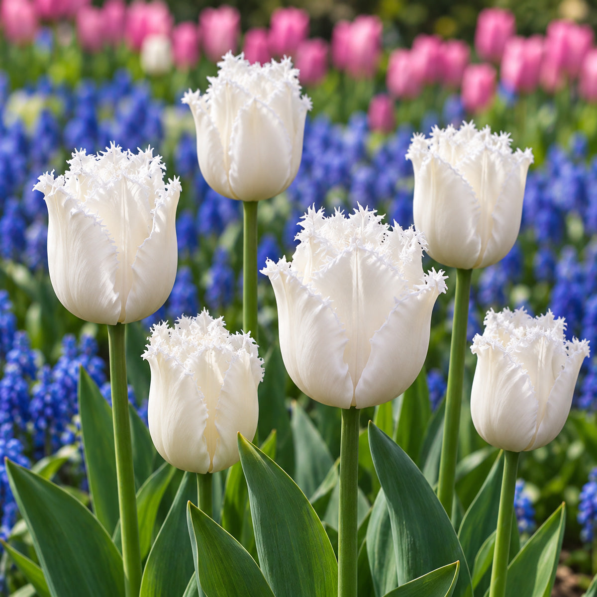 Tulip Daytona