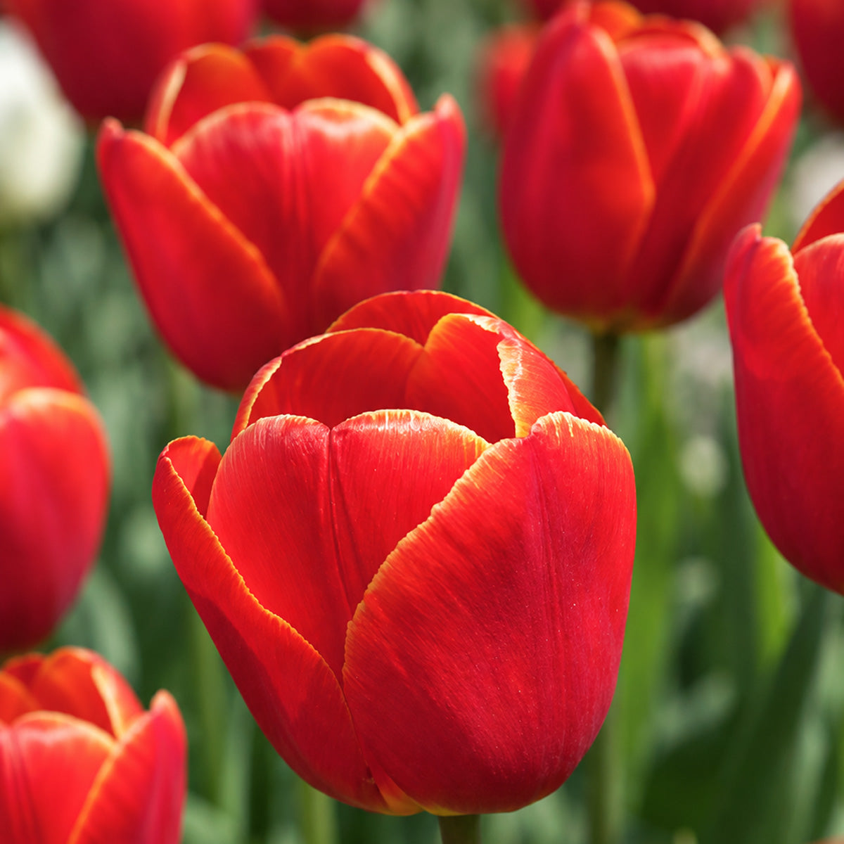Tulip Esta Bonita