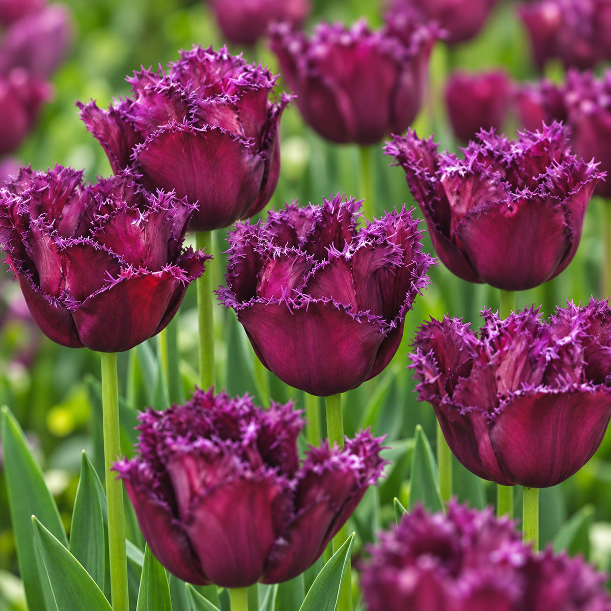 Tulip Gorilla