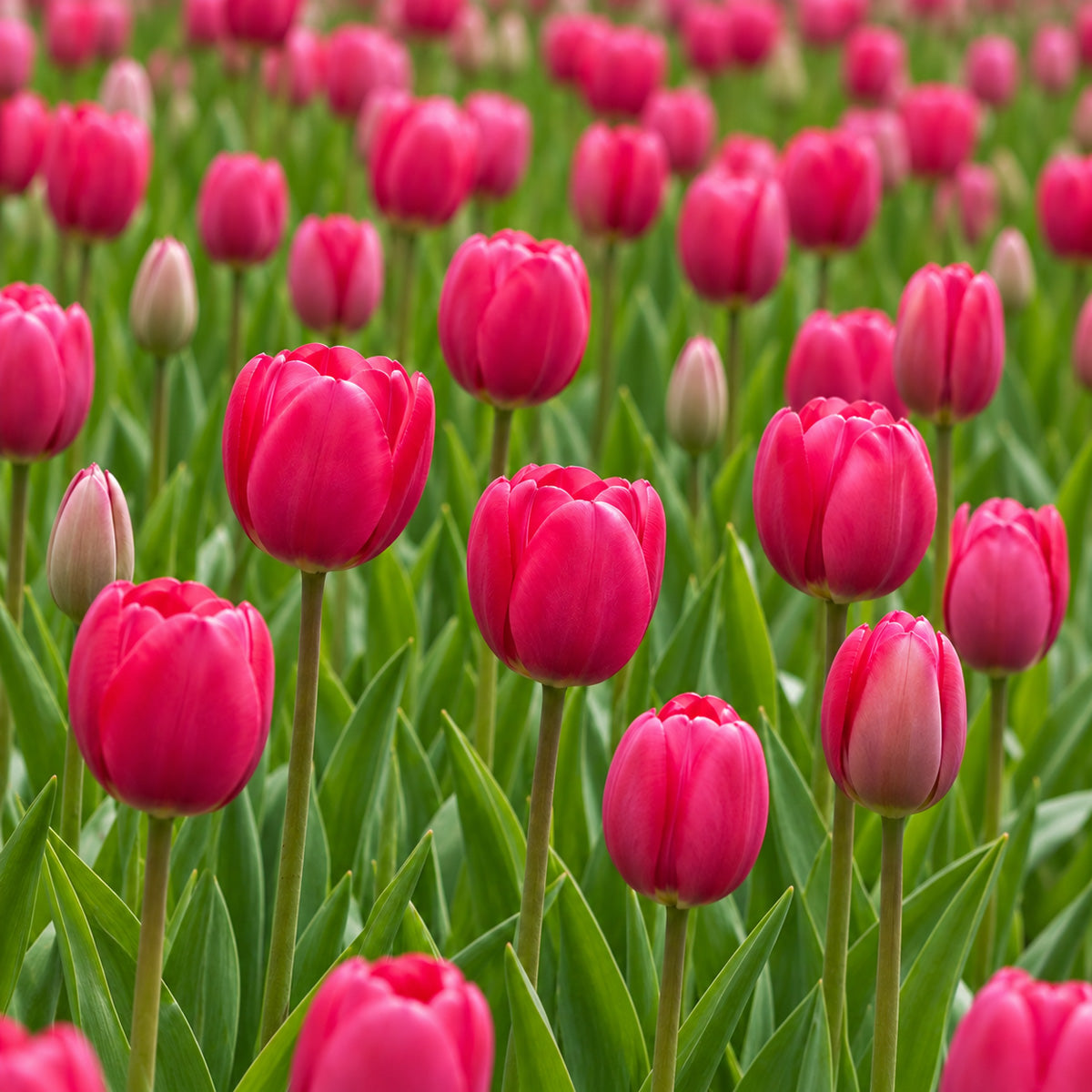 Tulip Grand Style