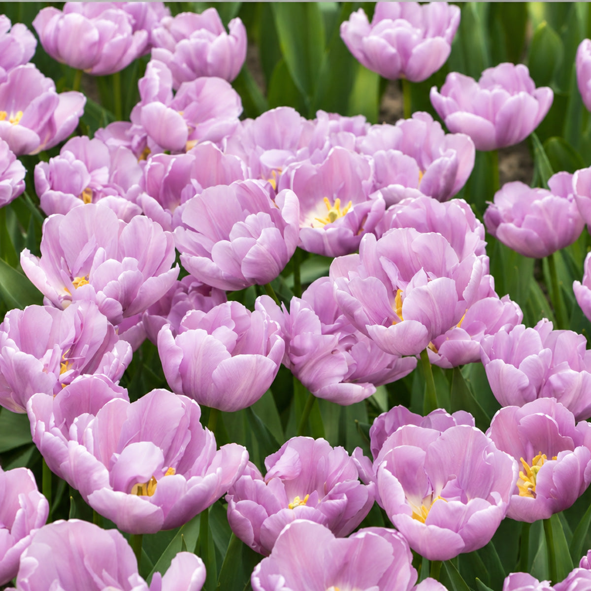 Tulip Kickstart