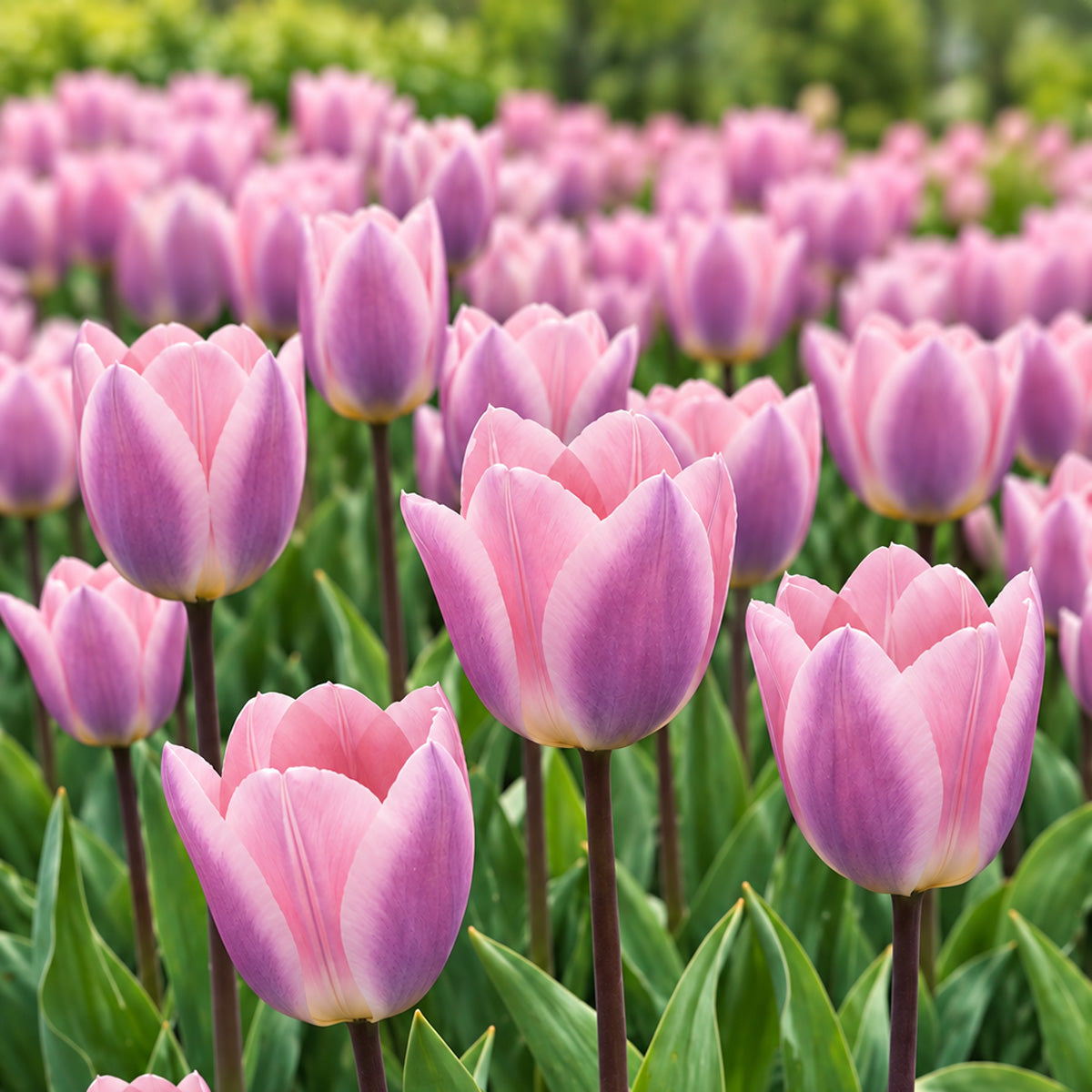 Tulip Light And Dreamy