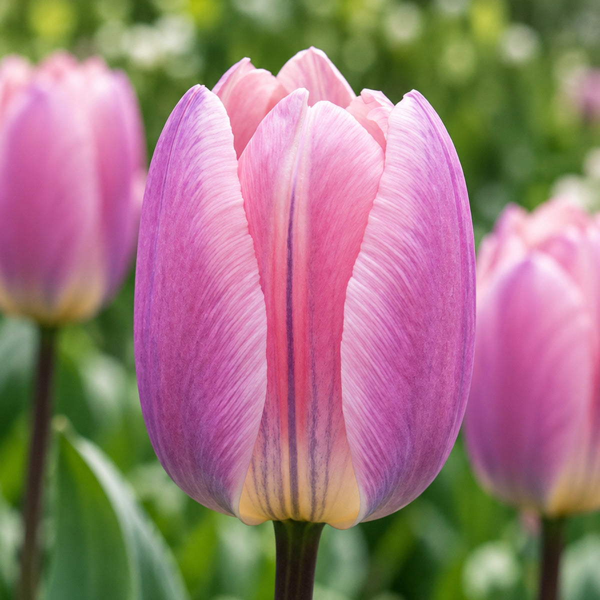 Tulip Light And Dreamy