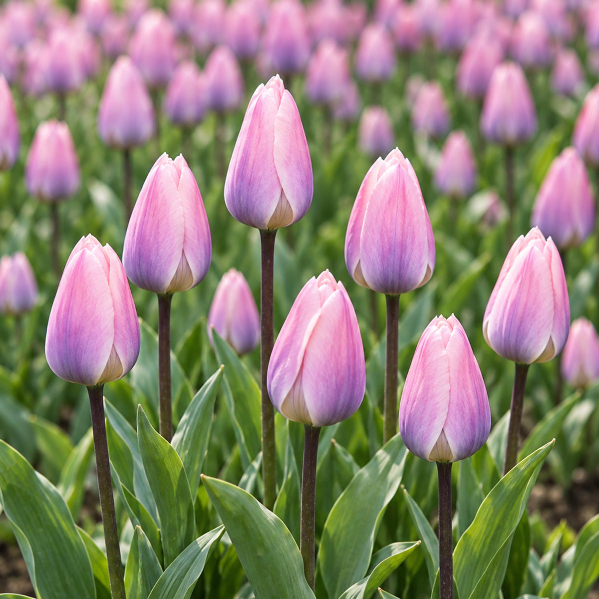 Tulip Light And Dreamy