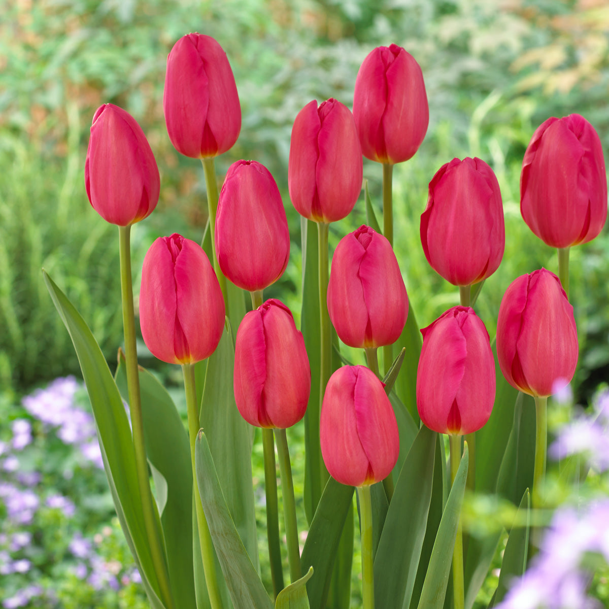 Tulip La Romaine