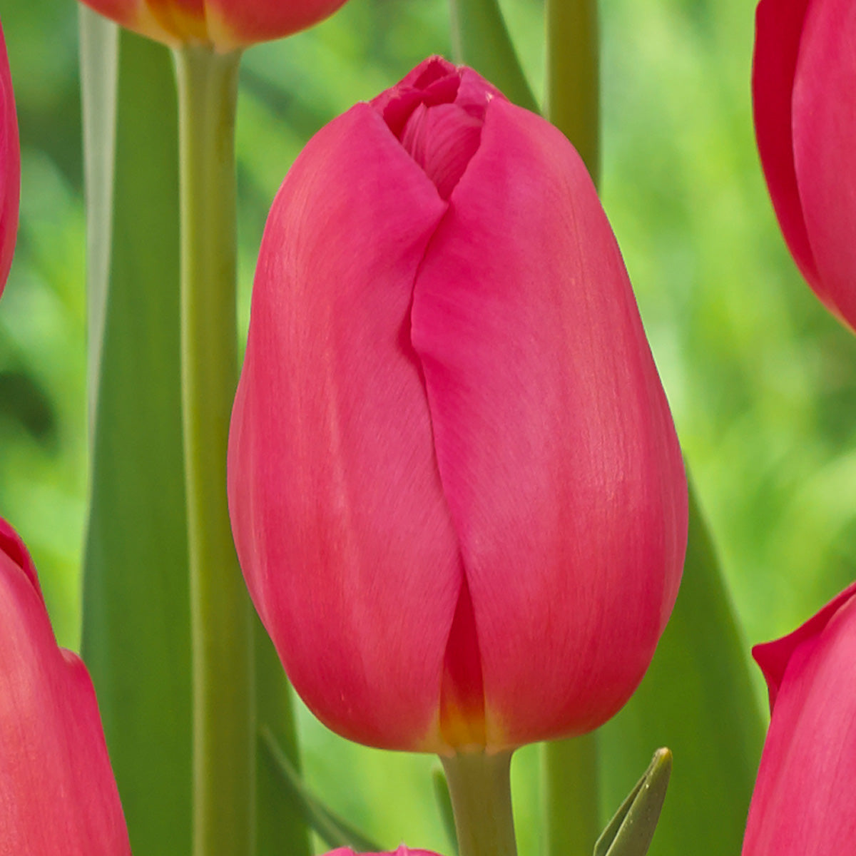 Tulip La Romaine