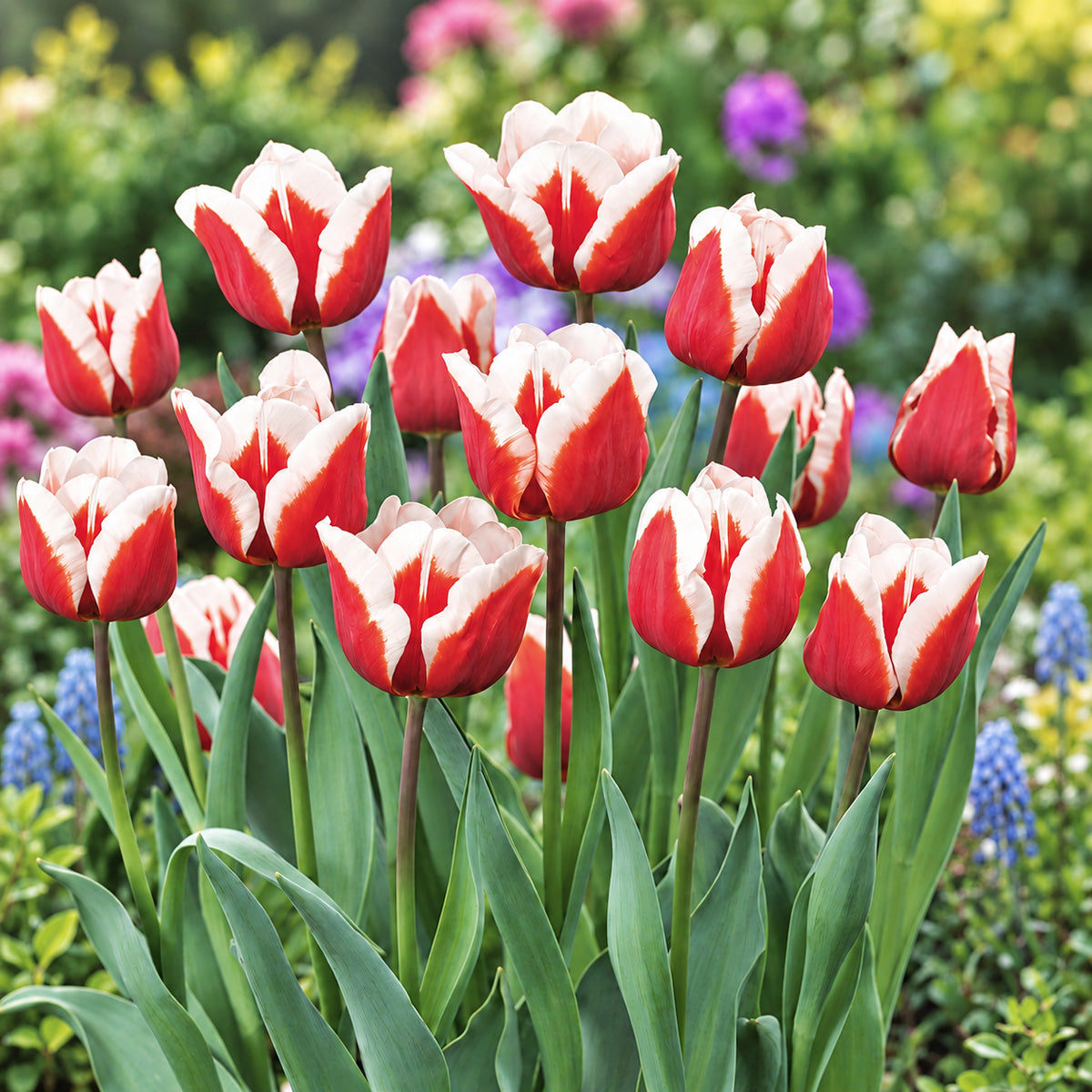 Tulip Leen Van Der Mark
